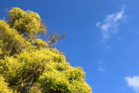 Green tree background Sky blue cloud