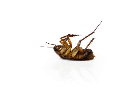 Cockroaches on a white background with cipping path.の写真素材