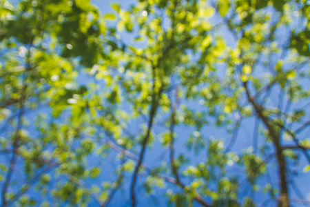 Blurred of tree branch and green leaves with blue sky backgrounds or textures.