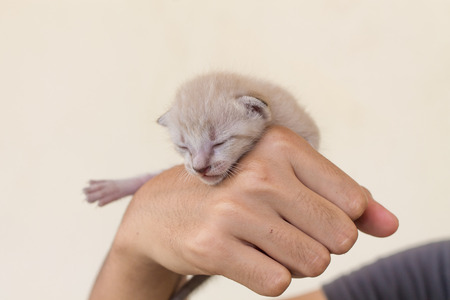 Newborn kitten lying in woman hands.の写真素材