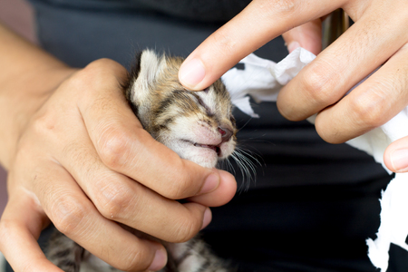 Newborn kitten in woman hands.の写真素材
