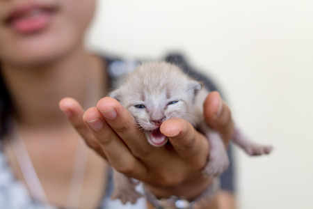 Newborn kitten in woman hands.の写真素材