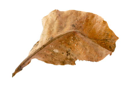 Dry leaf on white backgrounds.の写真素材