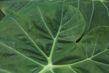Close up of beautiful leaf texture with copy space.