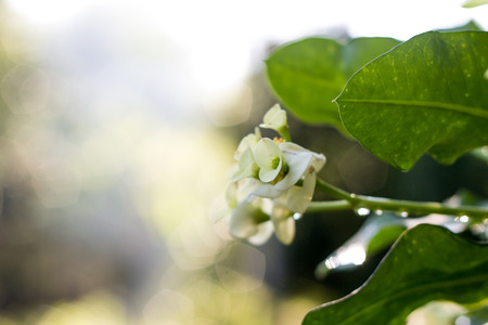 à¸ºBeautiful poi sian flowers and water drops with copy space.の写真素材