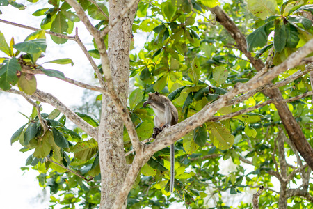 Monkey on the Trees, monkey in natural habitat, rain forest and jungle.