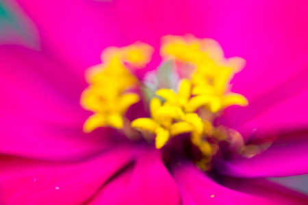 selective focus of Zinnia flower, Blurred Zinnia flower, Background of flowers frame, Beautiful zinnia flower for background.の写真素材