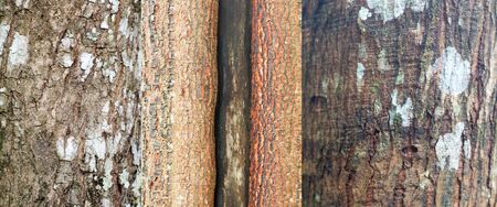 Texture of the brown bark of a tree, bark in the forest, tree bark texture.の写真素材
