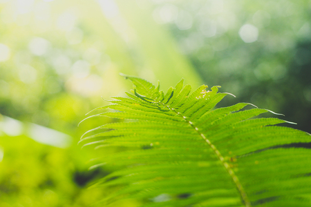 Beautiful ferns leaves, fresh green fern leaves in forestの写真素材