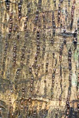Texture of the brown bark of a tree, bark in the forest, tree bark texture.の写真素材