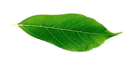 Fresh green leaves on white backgrounds.