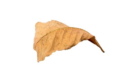 Dry leaf on white backgrounds.の写真素材