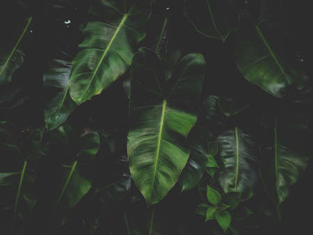 Green leaves background, abstract green leaves texture.