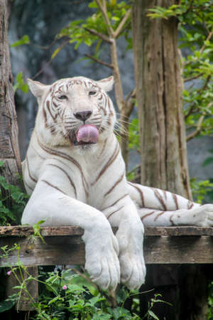 The white tiger in  relaxing time.の写真素材