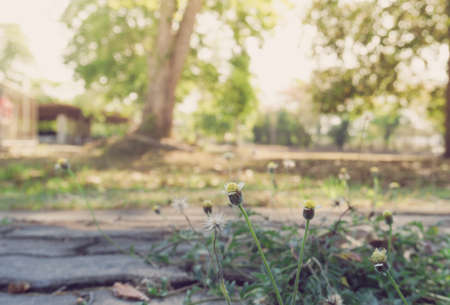 Coatbuttons flower, Grass flowers in the field, Background of flowers frame, Beautiful flower for...