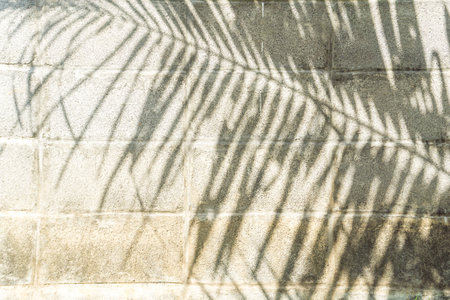 Light and shadow leaves, shadow of a palm tree on the wall.の写真素材