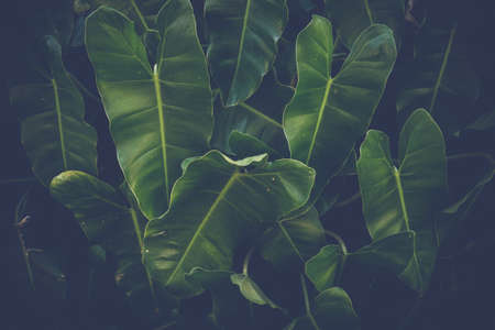 Green leaves background, abstract green leaves texture.の写真素材