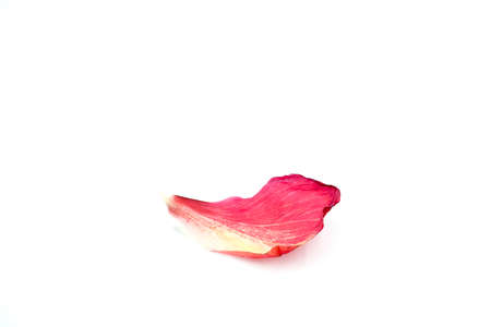 Red Hibiscus flower isolated on white background.