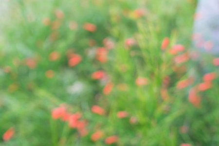 Blurred green nature with bokeh background.の写真素材