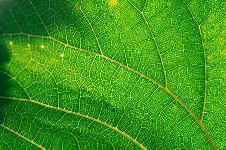 Fresh green leaves and branch of tree, Beautiful leaves green foliage.の写真素材