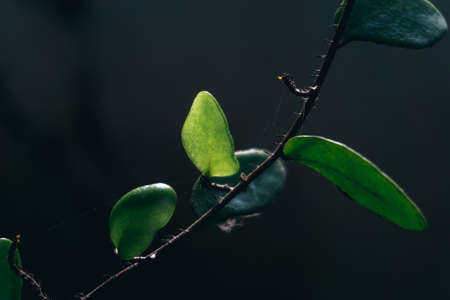 Fresh green leaves and branch of tree, Beautiful leaves green foliage.の写真素材