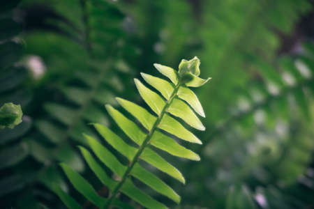Fresh green leaves and branch of tree, Beautiful leaves green foliage.の写真素材