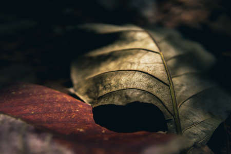 Dried brown leaves, texture of autumn leaves, colorful autumn fallen leaves in forrest.の写真素材