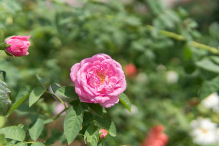 flower in garden, Background of flowers frame, Beautiful flower for background.の写真素材
