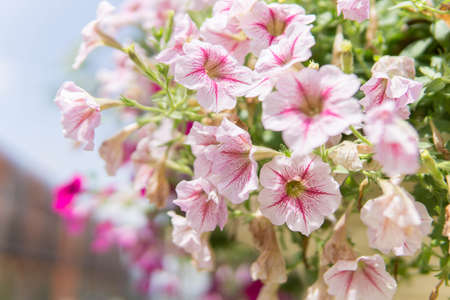 flower in garden, Background of flowers frame, Beautiful flower for background.