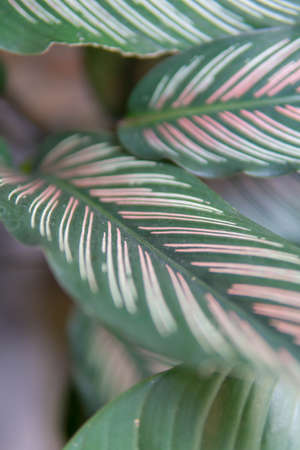 Green leaves pattern background, Closeup nature of fresh green leaf background.