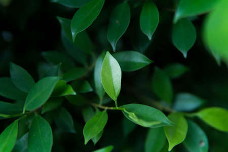 Green leaves pattern background, Closeup nature of fresh green leaf background.の写真素材