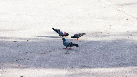 Pigeons on the ground in the park. Selective focus.の写真素材