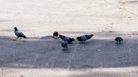 Pigeons on the ground in the park. Selective focus.の写真素材
