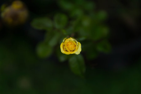Yellow rose in the garden with bokeh backgroundの写真素材