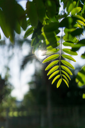 Green leaves pattern background, Closeup nature of fresh green leaf background.