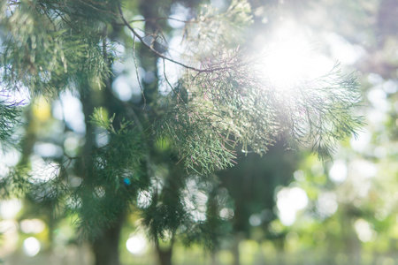 Beautiful natural green bokeh, blurred green nature with bokeh background.の写真素材