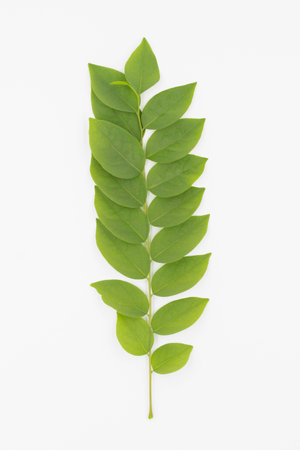 Fresh green leaves and branch of tree on white background.