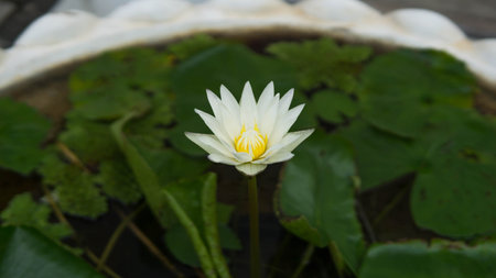 White lotus flower with green leaves background in the pond.の写真素材