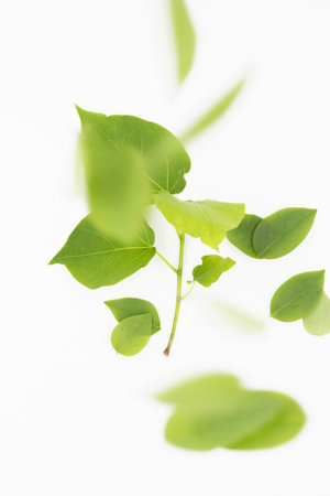 Fresh green leaves and branch of tree on white background.の写真素材