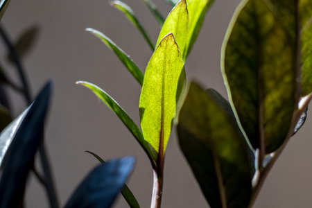 Close up of green leaves on a blurred background, Zamioculcas Zamiifolia Black, potted house plant...
