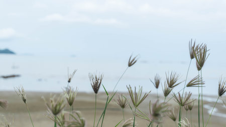 Blur of grass on the beach with sea and sky background.の写真素材