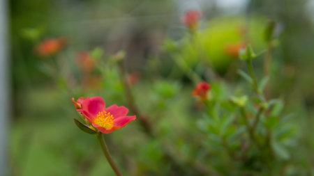 Portulaca oleracea flower blooming in the garden.の写真素材