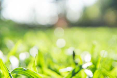 Beautiful natural green bokeh, blurred green nature with bokeh background.の写真素材