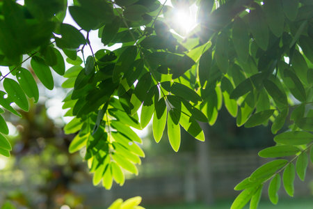 Green leaves pattern background, Closeup nature of fresh green leaf background.