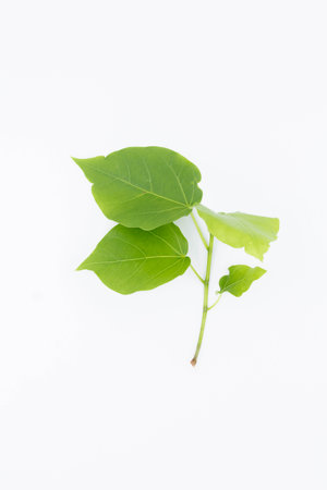 Fresh green leaves and branch of tree on white background.
