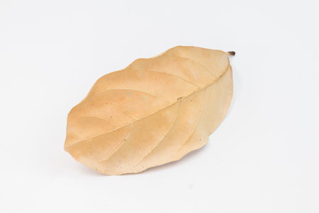 Dry leaf on white backgrounds, Dry leaf close up on the white backgroundの写真素材