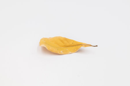 Dry leaf on white backgrounds, Dry leaf close up on the white background