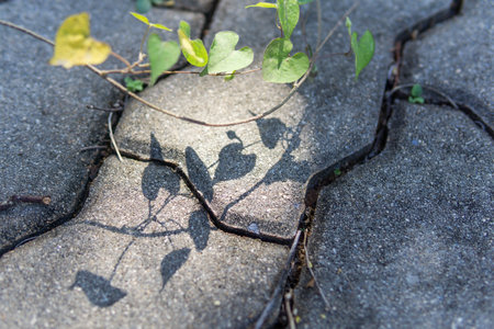 The shadow of the plant on the paving slabs, selective focus
