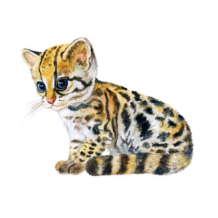 Watercolor portrait of ocelot kitten with dots, stripes isolated on orange background. Hand drawn...