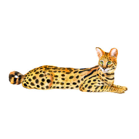 Watercolor portrait of serval cute cat with dots, stripes isolated on white background. Hand drawn...